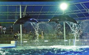ライトを浴びながらジャンプするイルカたち＝坂井市の越前松島水族館で