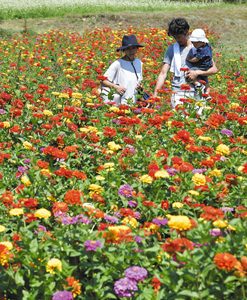 鮮やかな花を咲かせ、見頃を迎えたジニア＝安曇野市の国営アルプスあづみの公園堀金・穂高地区で