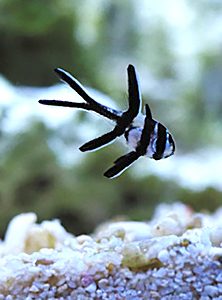 雄から生まれたプテラポゴン・カウデルニィの稚魚＝いずれも魚津市の魚津水族館で