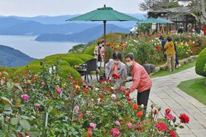 日本海を背に咲き、色鮮やかな花で訪れる人を楽しませるバラ＝レインボーライン山頂公園で