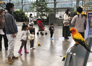 コガネメキシコインコたちとの触れ合いを楽しむ来園者ら＝いずれも静岡県掛川市の掛川花鳥園で
