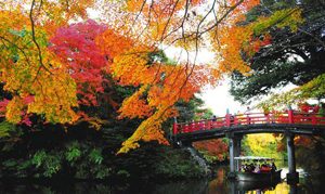 紅葉が鮮やかな公園の朝陽橋の下をくぐる遊覧船＝高岡市の高岡城跡で