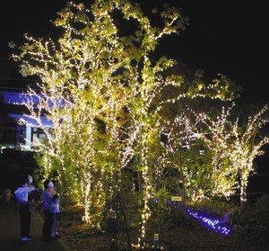 美しく彩られた「ふくろい夜宵の森」に見入る人たち＝袋井市三門町で