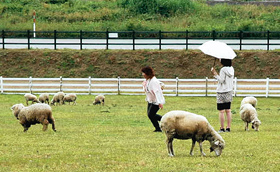 放牧場で羊と戯れる来園者