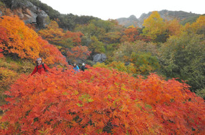 見頃を迎え、山を鮮やかに彩る紅葉＝木曽町で