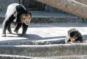 一般公開された赤ちゃんグマ（右）。後ろで母親のノンがそっと見守る＝豊橋市大岩町の豊橋総合動植物公園で