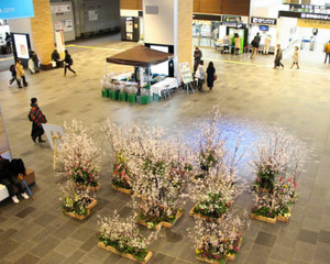 富山駅自由通路にお目見えした富山市山田地区特産の「啓翁桜」の生け花