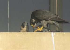 今年５月、パリ市内の住宅の屋上で、親鳥（右）からエサを与えられるハヤブサのひな