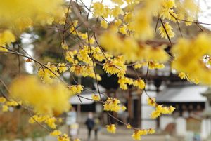 見頃を迎え、境内に甘い香りを漂わせるロウバイ＝近江八幡市の沙沙貴神社で
