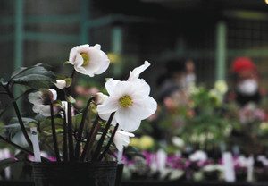 白い花を咲かせたクリスマスローズ＝名古屋市中区大須４で