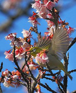 蜜を求め満開のアタミザクラの木に飛来したメジロ＝３１日午前、浜松市南区の市緑化推進センターで