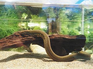 ４年半の飼育をへて展示されたタウナギ。魚というよりヘビに見える＝いずれも魚津市の魚津水族館で
