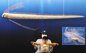 全長２．６５メートルあるリュウグウノツカイの剥製＝碧南市浜町の碧南海浜水族館で
