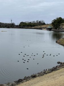 雨のためボートは出ず、水鳥たちが泳ぐ鞍ケ池公園＝いずれも愛知県豊田市で