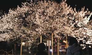 夜間の照明に映える嘉明桜＝甲賀市水口町で