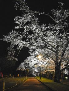 ライトアップされたソメイヨシノ＝度会町大野木の宮リバー度会パークで