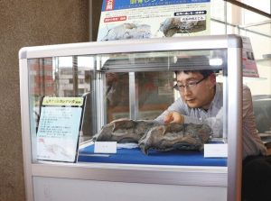「鰭脚類」の化石を並べる安藤学芸員＝瑞浪市役所で