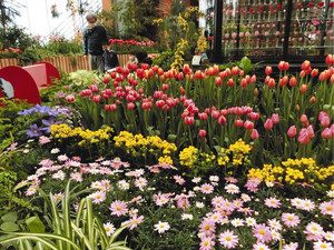 チューリップなど満開の春の花々＝砺波市のチューリップ四季彩館で