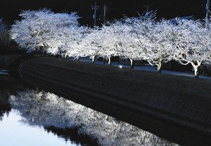 ライトアップされ、川面に桜並木が映る＝穴水町川島で