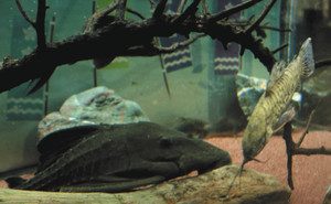 ほとんど動かないトライアンパナクエ（左）と、悠々と泳ぎ回るヨロイナマズ＝各務原市の世界淡水魚園水族館「アクア・トトぎふ」で