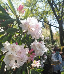 見頃を迎えたシャクナゲ＝魚津市小川寺の花の森・天神山ガーデンで