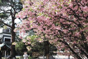 満開を迎えた菊桜＝金沢市尾山町の尾山神社で