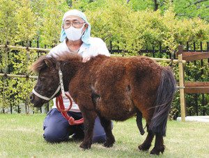ミニチュアホースのくろごまと担当飼育員の神谷健治さん＝浜松市西区の市動物園で