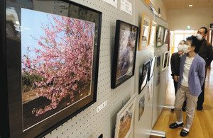 蝶屋地区の住民が撮影した桜の写真が並ぶ会場＝白山市蝶屋公民館で
