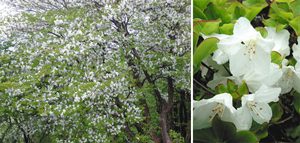 （左）白い花が満開のツツジ科のシロヤシオ＝松阪市の局ケ岳で　（右）五角形の大柄なシロヤシオの花＝松阪市の局ケ岳山頂付近で