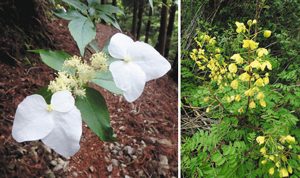 （左）がく片が花のようになった白い装飾花を付けたガクウツギ＝松阪市の局ケ岳の新登山道で　（右）黄色のかれんな花を付けたジャケツイバラ＝松阪市の局ケ岳の新登山口付近で
