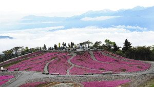 南アルプスを背に、ピンクの花が見ごろを迎えたシバザクラ＝豊根村の茶臼山高原で
