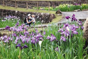 散策路沿いに咲くハナショウブ＝豊川市市田町の赤塚山公園で