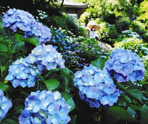 色鮮やかに咲きそろい見頃を迎えたアジサイ＝掛川市川久保の本勝寺で