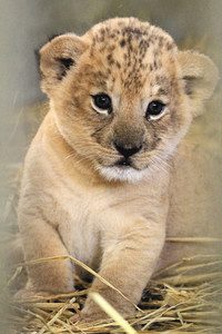 すくすくと育つライオンの赤ちゃん＝豊橋総合動植物公園で