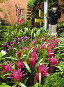 紫のグズマニア（手前）やチューリップを展示した盛夏の花々展＝砺波市のチューリップ四季彩館で