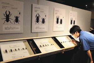 身近な昆虫について、楽しんで学べる工夫が詰まった「身近で気になる昆虫展」＝浜松市中区の浜松科学館で