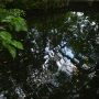 「玉の池」から湧き出る水は、清く池の底まで見える。