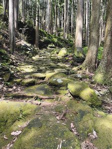 松本峠に至る熊野古道・伊勢路の石畳