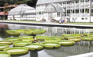池に浮かぶパラグアイオニバスの大きな葉＝名古屋市千種区の東山動植物園で