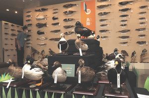 カモなどたくさんの鳥の剥製が並ぶ展示会場＝小松市博物館で