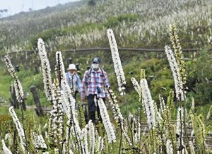 登山道にかれんな花をつけるサラシナショウマ＝滋賀・岐阜県境の伊吹山で