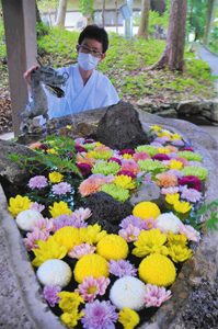 色とりどりの菊の花が生けられた手水石＝浜松市北区の井伊谷宮で