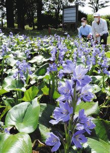 青紫の花を咲かせるミズアオイ＝小松市木場町で