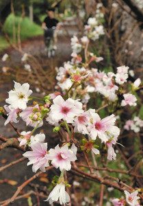 白や淡いピンク色の花が咲くジュウガツザクラ＝浜松市北区で