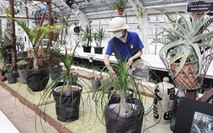 企画展に並べられた、ユニークな形をした植物たち＝名古屋市千種区の東山動植物園で