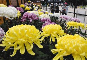 会場に並ぶ色鮮やかな大輪の菊＝名古屋市中区の名古屋城西之丸広場で