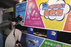 見た目や生態などが意外な魚を集めた企画展コーナー＝いずれも七尾市ののとじま水族館で