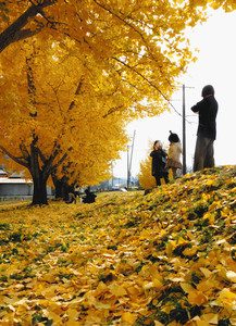 黄金色のイチョウの葉に囲まれ写真を撮る家族連れ＝中川村で
