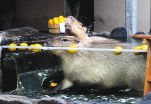国造ゆずを浮かべた湯につかるカピバラ＝能美市徳山町のいしかわ動物園で