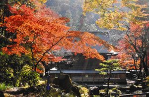 赤く色付いたカエデが陽光を浴び庭園を鮮やかに彩っている＝春日井市内津町の内々神社で